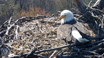Hanover Eagles Live Cam - Apr 12, 2026, 10:08am EDT