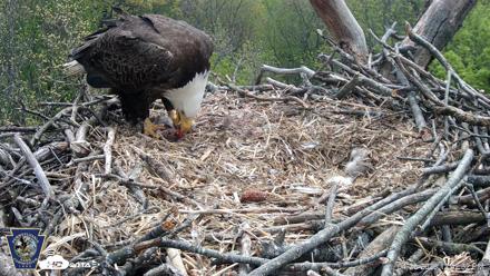 Hanover Eagles Live Cam - Apr 20, 2026, 12:42pm EDT