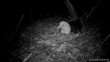 Hanover Eagles Live Cam - Mar 2, 2026, 6:26pm EST