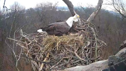 Hanover Eagles Live Cam - Dec 6, 2025, 12:15pm EST