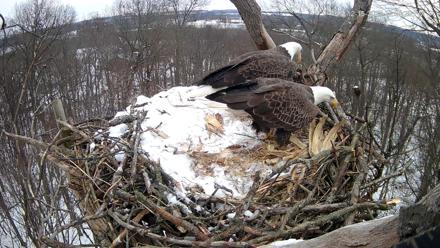 Hanover Eagles Live Cam - Dec 15, 2025, 12:34pm EST