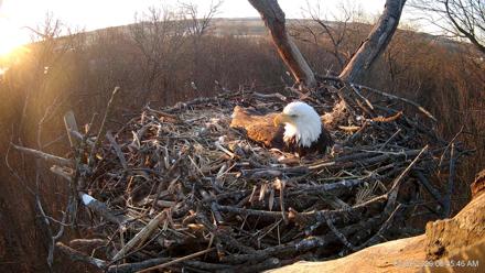 Hanover Eagles Live Cam - Mar 9, 2026, 7:47am EDT