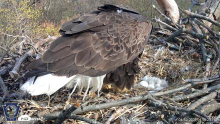 Hanover Eagles Live Cam - Apr 12, 2026, 5:00pm EDT