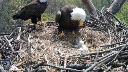 Hanover Eagles Live Cam - Apr 16, 2026, 12:31pm EDT