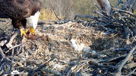 Hanover Eagles Live Cam - Apr 13, 2026, 5:44pm EDT