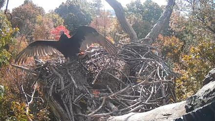 Hanover Eagles Live Cam - Oct 23, 2025, 11:01am EDT