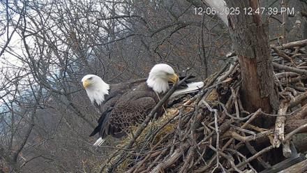 Hanover Eagles Live Cam - Dec 6, 2025, 12:48pm EST