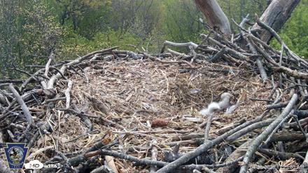 Hanover Eagles Live Cam - Apr 20, 2026, 11:24am EDT