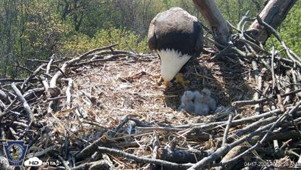 Hanover Eagles Live Cam - Apr 17, 2026, 10:32am EDT