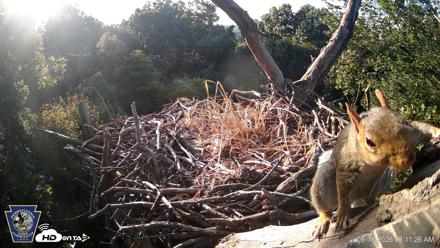 Hanover Eagles Live Cam - Sep 16, 2026, 8:13am EDT