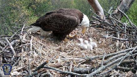 Hanover Eagles Live Cam - Apr 18, 2026, 2:51pm EDT
