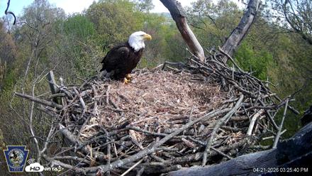 Hanover Eagles Live Cam - Apr 21, 2026, 3:26pm EDT