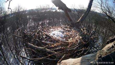 Hanover Eagles Live Cam - Feb 14, 2026, 9:06am EST