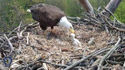 Hanover Eagles Live Cam - Apr 20, 2026, 12:51pm EDT