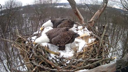 Hanover Eagles Live Cam - Dec 15, 2025, 12:10pm EST