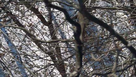 Hanover Eagles Live Cam - Jan 20, 2026, 10:34am EST