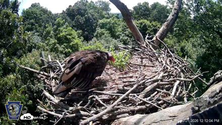 Hanover Eagles Live Cam - Jun 1, 2026, 12:12pm EDT