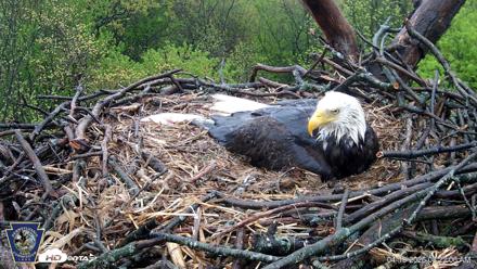 Hanover Eagles Live Cam - Apr 19, 2026, 8:22am EDT