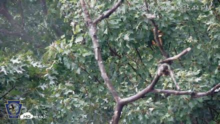 Hanover Eagles Live Cam - Aug 2, 2026, 3:19pm EDT