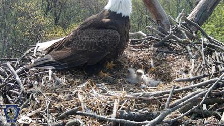Hanover Eagles Live Cam - Apr 16, 2026, 11:05am EDT