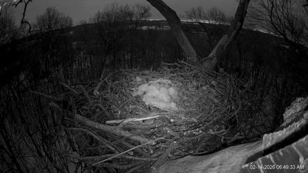 Hanover Eagles Live Cam - Feb 14, 2026, 6:49am EST