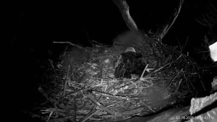 Hanover Eagles Live Cam - Mar 16, 2026, 8:45pm EDT