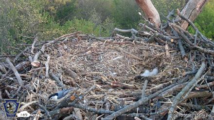 Hanover Eagles Live Cam - Apr 19, 2026, 7:36pm EDT