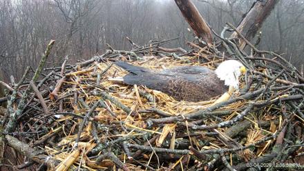 Hanover Eagles Live Cam - Mar 4, 2026, 12:36pm EST