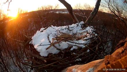 Hanover Eagles Live Cam - Feb 24, 2026, 6:59am EST