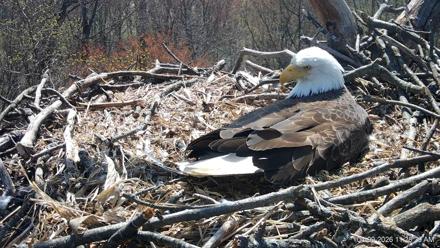 Hanover Eagles Live Cam - Apr 9, 2026, 11:29am EDT