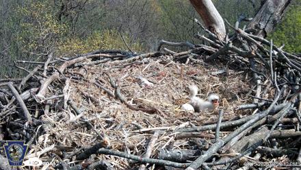 Hanover Eagles Live Cam - Apr 15, 2026, 3:28pm EDT