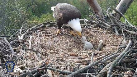 Hanover Eagles Live Cam - Apr 20, 2026, 9:27am EDT