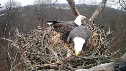 Hanover Eagles Live Cam - Dec 23, 2025, 12:31pm EST