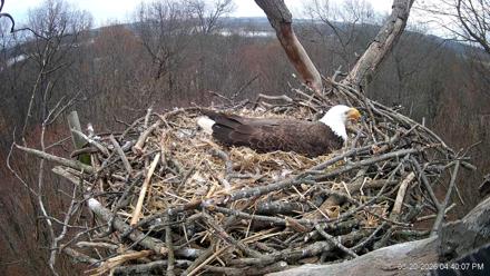 Hanover Eagles Live Cam - Mar 20, 2026, 4:40pm EDT