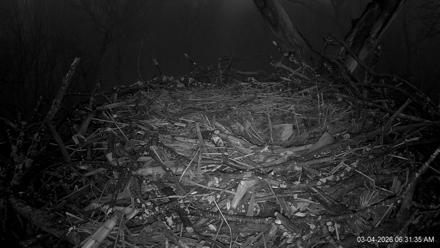 Hanover Eagles Live Cam - Mar 4, 2026, 6:32am EST