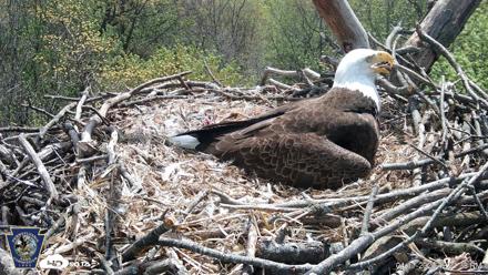 Hanover Eagles Live Cam - Apr 17, 2026, 12:32pm EDT