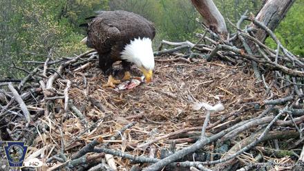 Hanover Eagles Live Cam - Apr 19, 2026, 1:00pm EDT