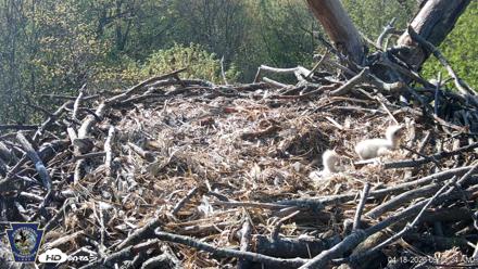 Hanover Eagles Live Cam - Apr 18, 2026, 9:13am EDT