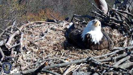 Hanover Eagles Live Cam - Apr 11, 2026, 3:59pm EDT