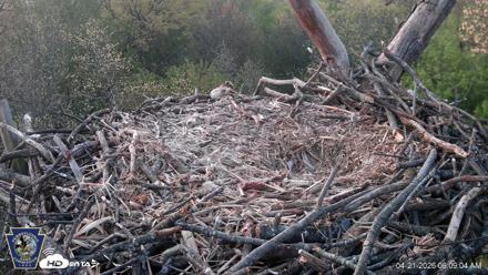 Hanover Eagles Live Cam - Apr 21, 2026, 6:09am EDT