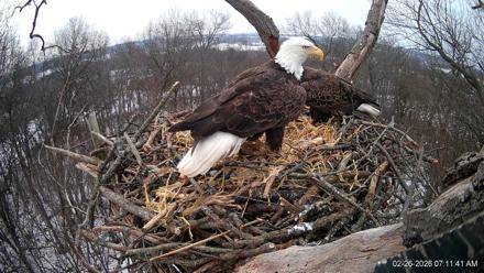 Hanover Eagles Live Cam - Feb 26, 2026, 7:13am EST