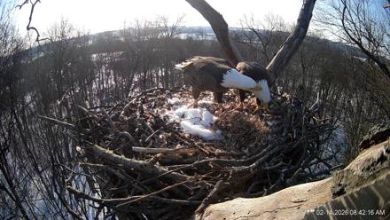 Hanover Eagles Live Cam - Feb 14, 2026, 8:42am EST