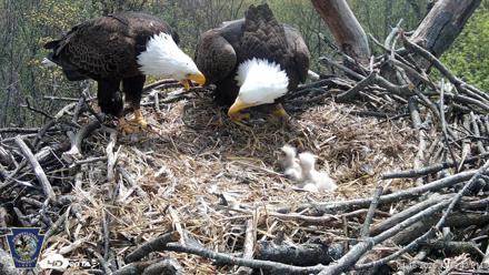 Hanover Eagles Live Cam - Apr 16, 2026, 12:31pm EDT