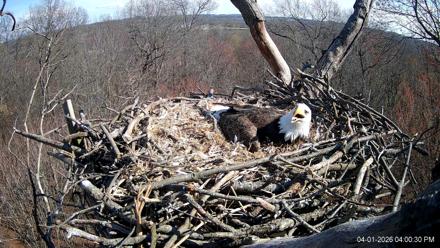 Hanover Eagles Live Cam - Apr 1, 2026, 4:01pm EDT