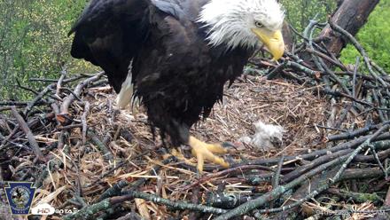 Hanover Eagles Live Cam - Apr 19, 2026, 11:12am EDT