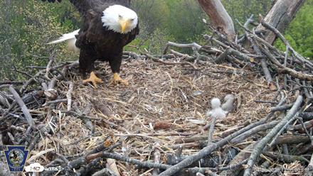 Hanover Eagles Live Cam - Apr 20, 2026, 12:04pm EDT