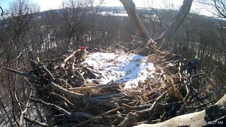 Hanover Eagles Live Cam - Jan 20, 2026, 10:48am EST