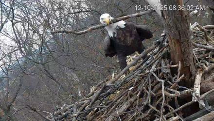 Hanover Eagles Live Cam - Dec 10, 2025, 8:36am EST