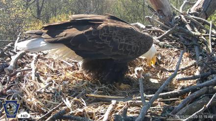 Hanover Eagles Live Cam - Apr 15, 2026, 9:56am EDT