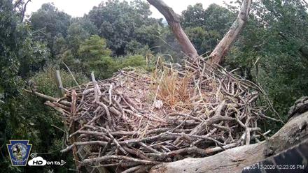 Hanover Eagles Live Cam - Sep 13, 2026, 12:23pm EDT